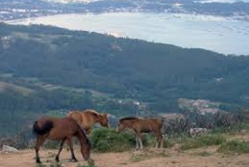 <p>vista desde A Curota</p>