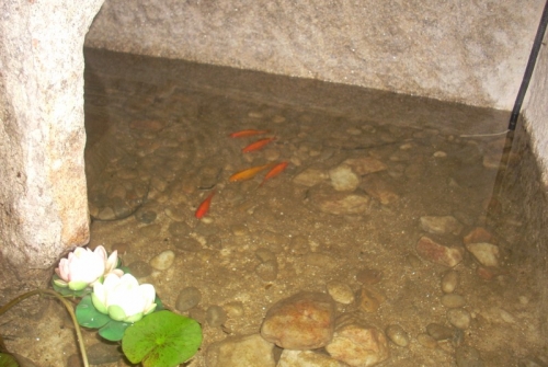 Casa do Americano Estanque Peces