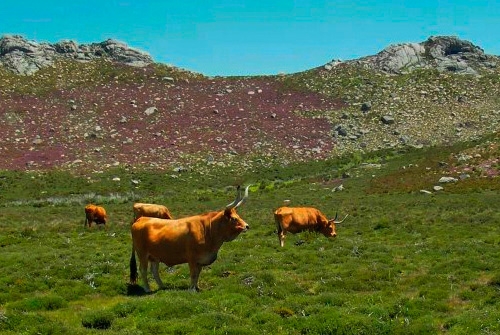 Parque Natural Baixa Limia do Xures