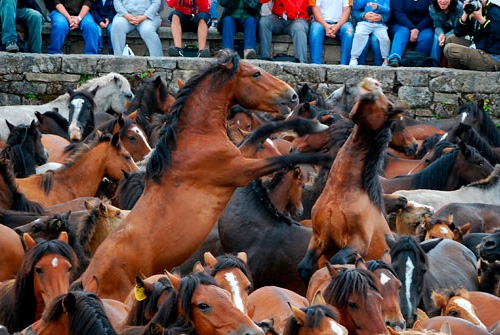 Rapa das Bestas de Sabucedo