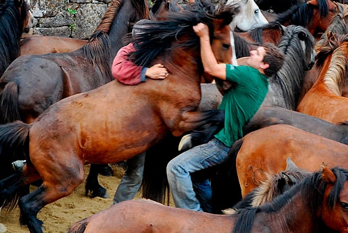 Rapa das Bestas de Sabucedo