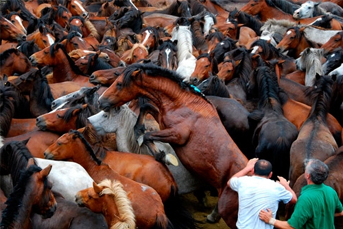 Rapa das Bestas de Sabucedo