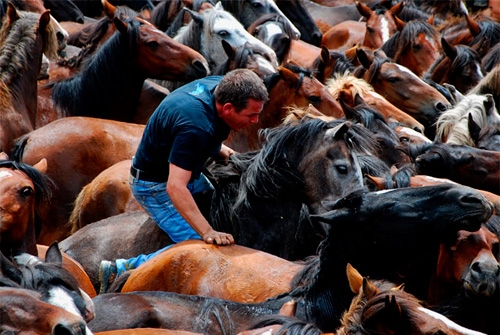 Rapa das Bestas de Sabucedo