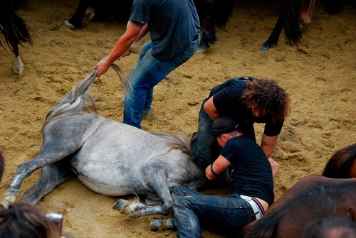 Rapa das Bestas de Sabucedo