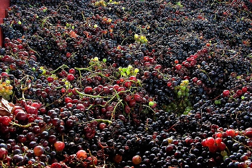 Feria del Vino del Ribeiro