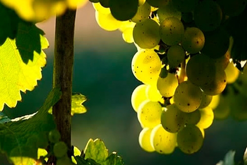 Fiesta del Albariño