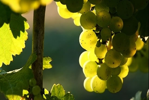 Vino Rias Baixas