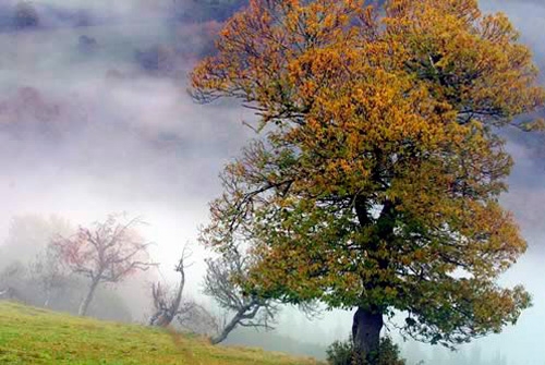Reserva de la Biosfera de la Sierra de Os Ancares