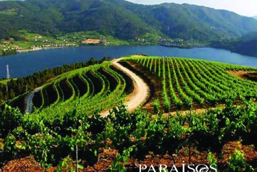 Vino Ribeiro