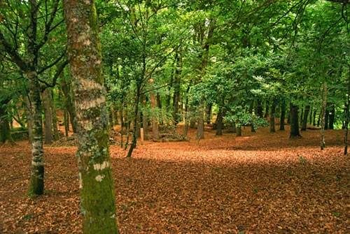 Monumento Natural Fraga de Catasos