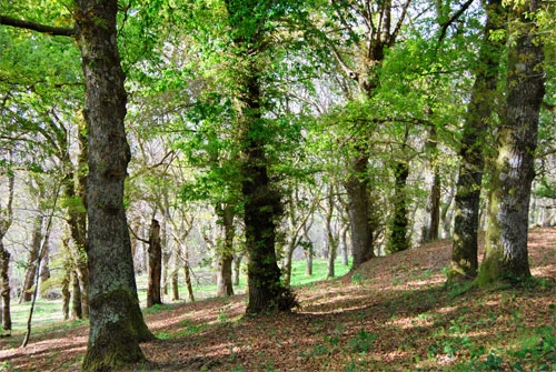 Monumento Natural Fraga de Catasos